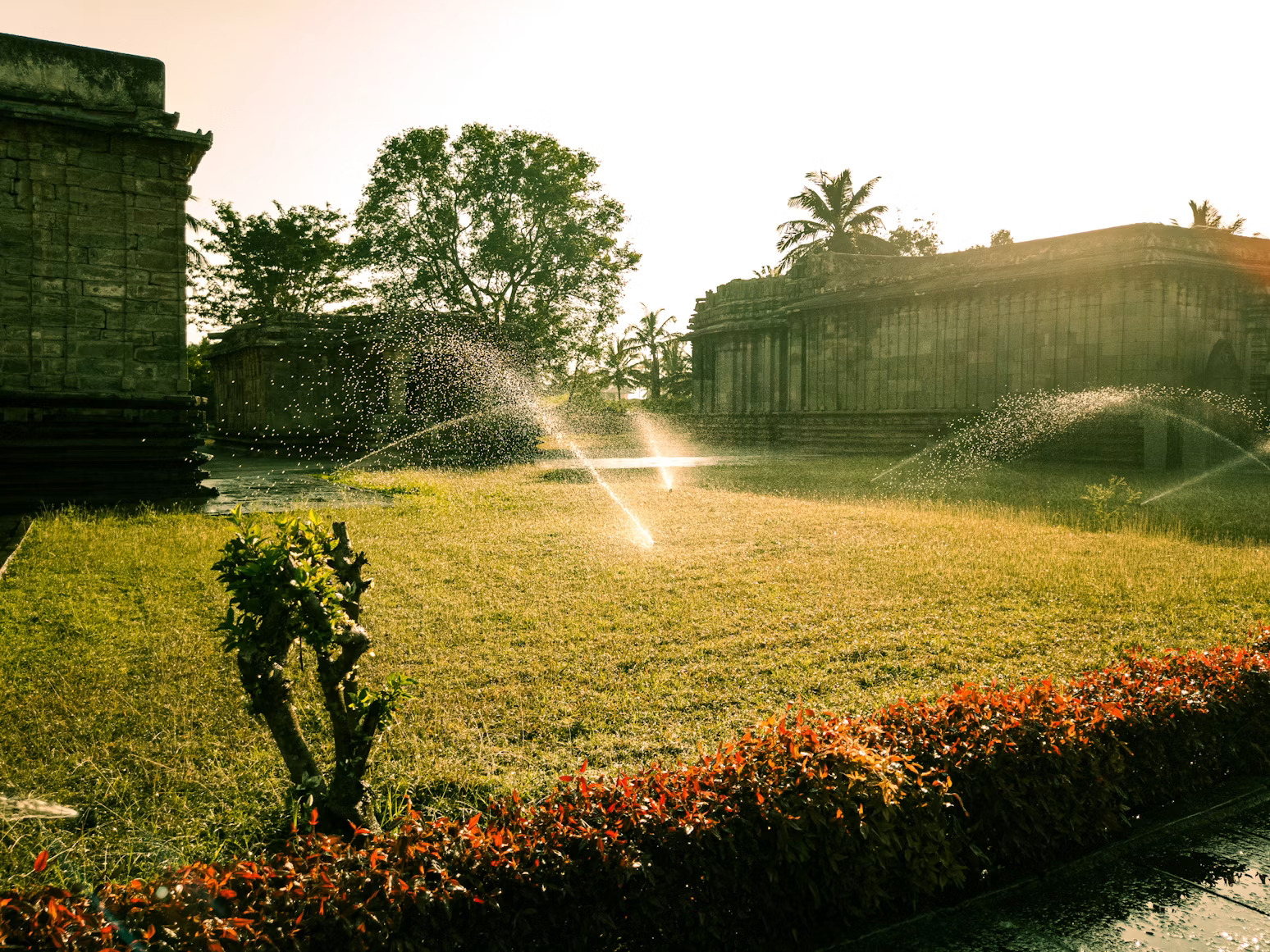 Full garden transformation with native plants and structured lawn